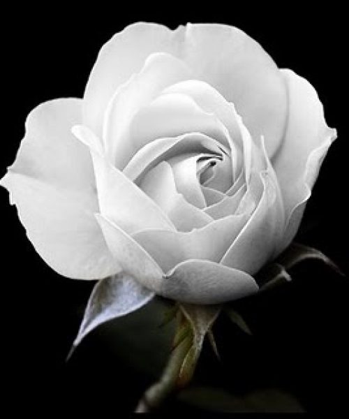 rosa branca