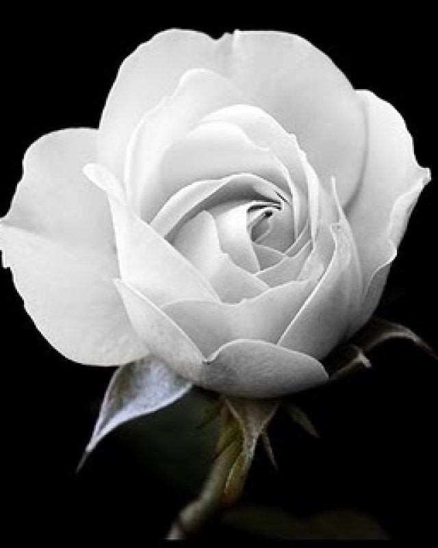 rosa branca